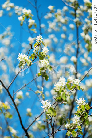 Spring blossoms against blue clear sky. Spring blossoms against blue clear sky. 114717507