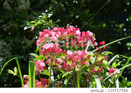 満開のカルミア 満開のカルミア 114717588