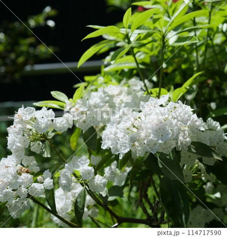 満開のカルミア 満開のカルミア 114717590