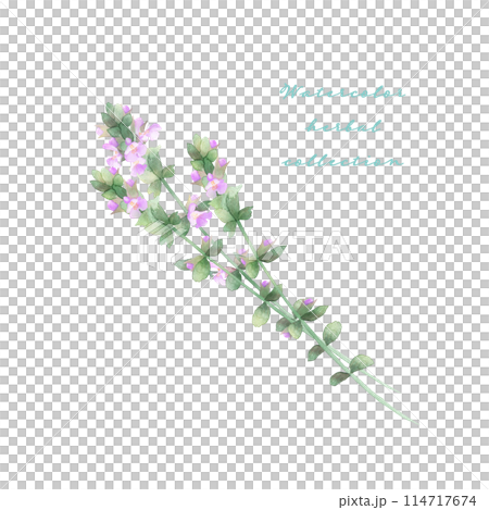 ハーブ、タイムの花の水彩画 114717674