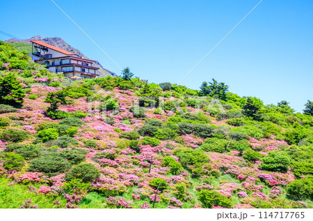 仁田峠のミヤマキリシマ　長崎県雲仙市 114717765