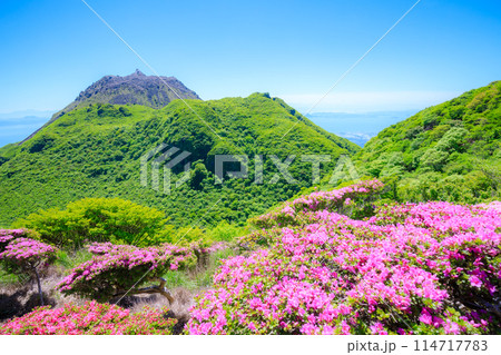 雲仙普賢岳とミヤマキリシマ 長崎県雲仙市 雲仙普賢岳とミヤマキリシマ 長崎県雲仙市 114717783