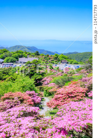 仁田峠のミヤマキリシマ 長崎県雲仙市 仁田峠のミヤマキリシマ 長崎県雲仙市 114717793