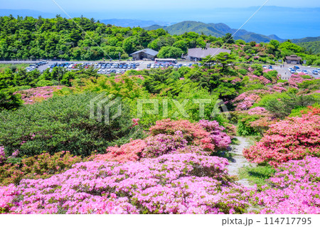 仁田峠のミヤマキリシマ　長崎県雲仙市 114717795
