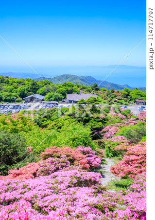 仁田峠のミヤマキリシマ　長崎県雲仙市 114717797