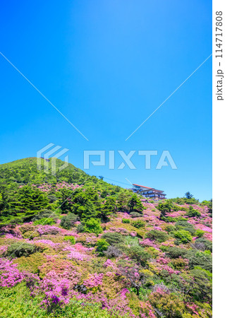 仁田峠のミヤマキリシマ　長崎県雲仙市 114717808