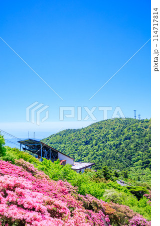 仁田峠のミヤマキリシマ 長崎県雲仙市 仁田峠のミヤマキリシマ 長崎県雲仙市 114717814