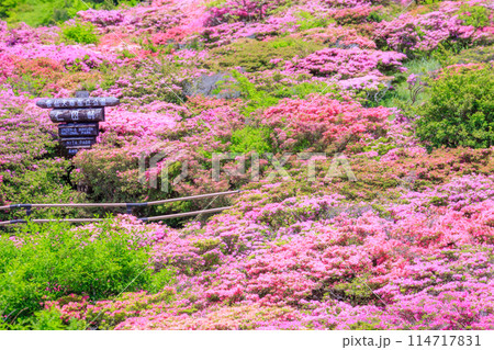 仁田峠のミヤマキリシマ　長崎県雲仙市 114717831