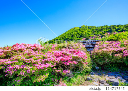 仁田峠のミヤマキリシマ 長崎県雲仙市 仁田峠のミヤマキリシマ 長崎県雲仙市 114717845