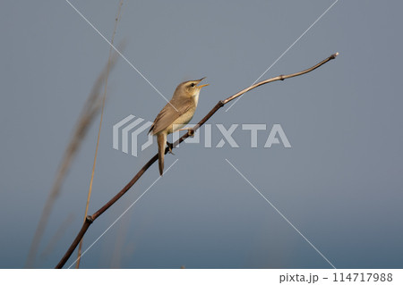 北海道の6月、春のコヨシキリ。 北海道の6月、春のコヨシキリ。 114717988