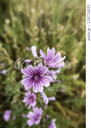 Detail of wild flowers in nature, flora 114718035