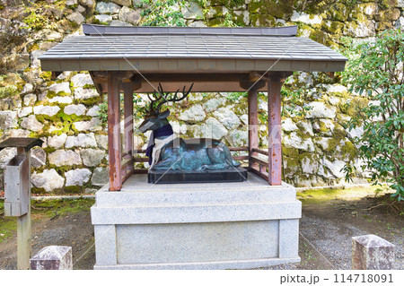 京都 吉田神社 神様のお使いの鹿(京都市左京区) 京都 吉田神社 神様のお使いの鹿(京都市左京区) 114718091