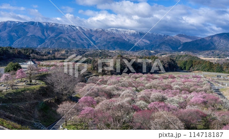 展望台から見下ろす満開のカラフルな梅の花に囲まれた公園の情景 展望台から見下ろす満開のカラフルな梅の花に囲まれた公園の情景 114718187