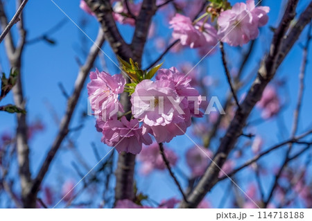 青空バックに見上げる満開のピンクの桜 青空バックに見上げる満開のピンクの桜 114718188