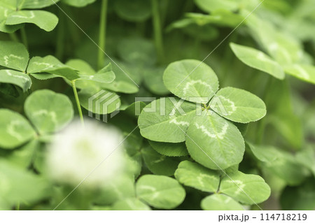 公園の草むらで見つけた四つ葉のクローバー 114718219