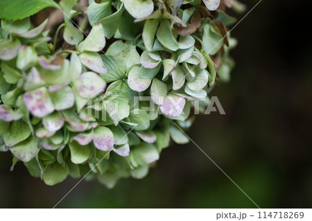 ドライフラワーになった紫陽花の花 ドライフラワーになった紫陽花の花 114718269