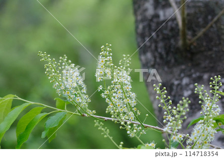 イヌザクラの花 114718354
