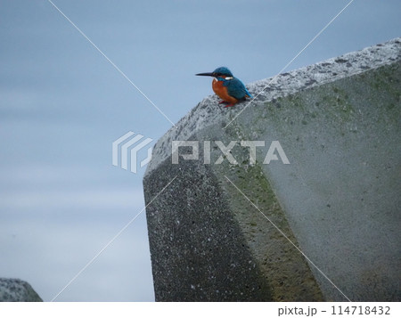 川口市の荒川周辺に生息するカワセミ 川口市の荒川周辺に生息するカワセミ 114718432