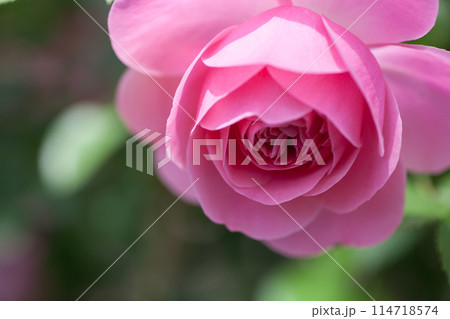 ピンクのバラのクローズアップ 114718574