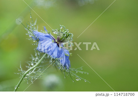 雨に濡れた青いニゲラの花 114718700