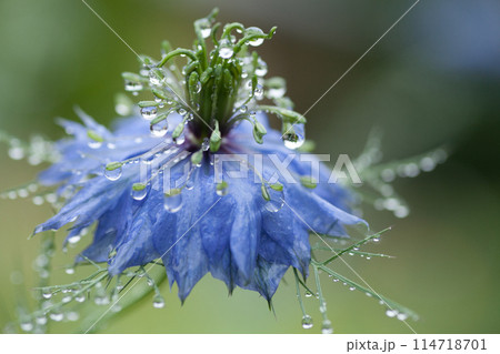 雨に濡れた青いニゲラの花 114718701