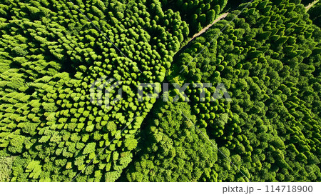 森林の風景　真俯瞰空撮 114718900