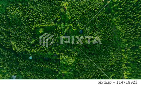 森林の風景　真俯瞰空撮 114718923