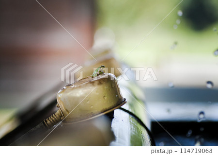 神社にいたアマガエル 神社にいたアマガエル 114719068