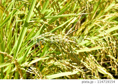 実る稲 実る稲 114719154