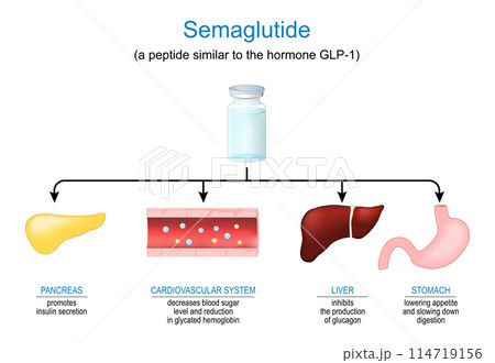 Semaglutide. Peptide hormone. Mechanism of action - Stock Illustration  [114719156]