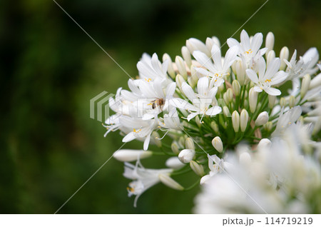 白いアガパンサス 白いアガパンサス 114719219