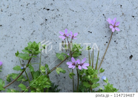 壁をつたうオランダフウロの花 壁をつたうオランダフウロの花 114719487