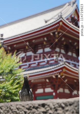 日本の東京、浅草のお土産や風景 114719923
