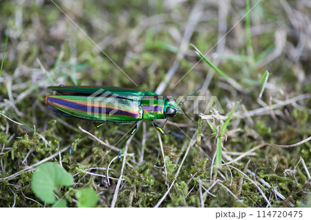 虹色に光る羽が美しい玉虫 114720475