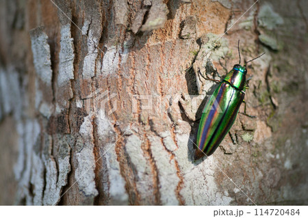 虹色に光る羽が美しい玉虫 114720484