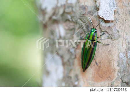 虹色に光る羽が美しい玉虫 114720488