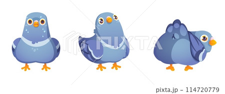 Funny pigeon vector set. Dove character cartoon 114720779