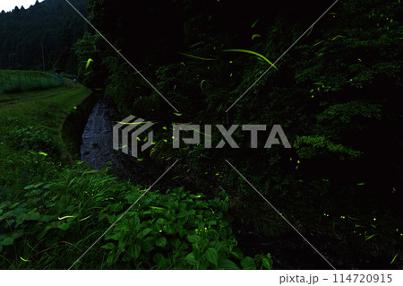 ホタルが乱舞する 鳥川ホタルの里 114720915