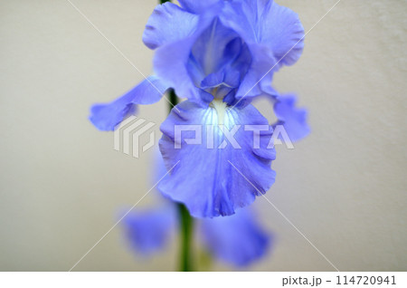 ジャーマンアイリスの花 ジャーマンアイリスの花 114720941