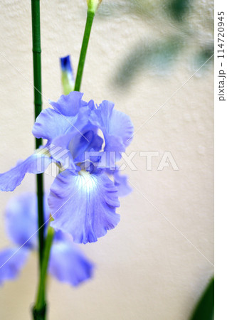 ジャーマンアイリスの花 114720945