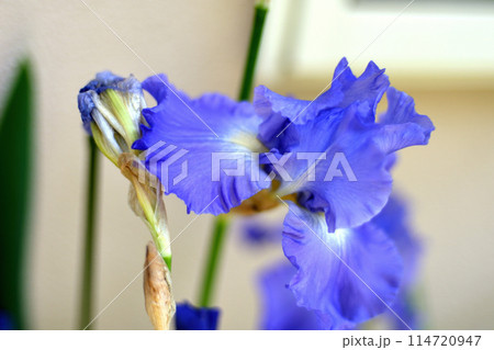 ジャーマンアイリスの花 ジャーマンアイリスの花 114720947