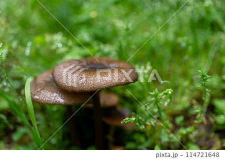 椎茸 椎茸 114721648