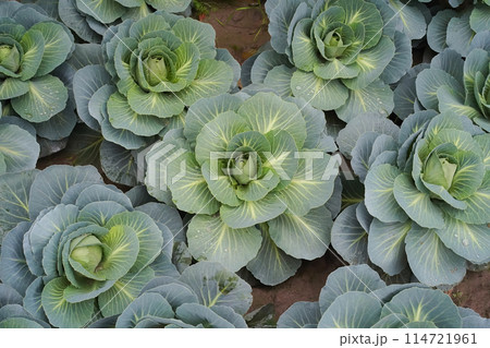 Danish ballhead cabbage in the garden, close-up, top view. Green cabbage in the shape of rose blossom. The concept of growing vegetables in a home garden. Real photo, high angle. 114721961