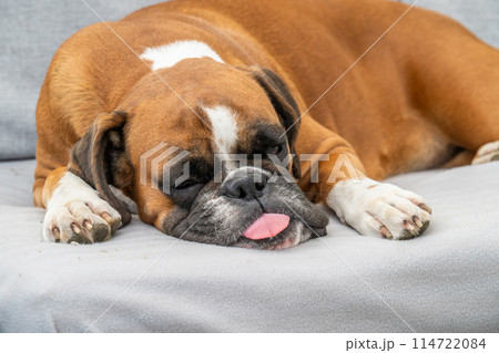 funny face 3 year old purebred golden puppy german boxer dog closeup sleeping at the couch 114722084