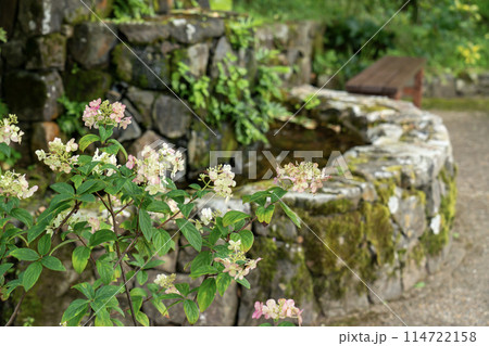 ノリウツギが咲く水場 114722158