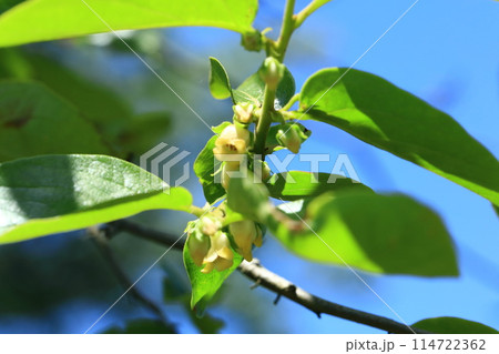 柿の雄花 114722362