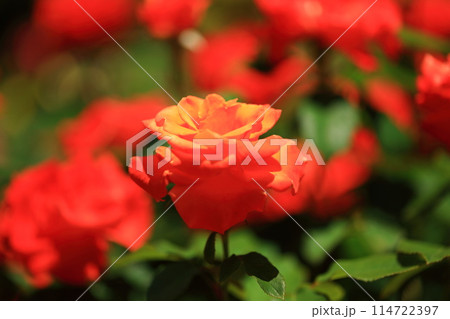 薔薇の花 114722397