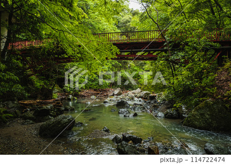 大阪府 箕面公園の初夏の景色 大阪府 箕面公園の初夏の景色 114722474