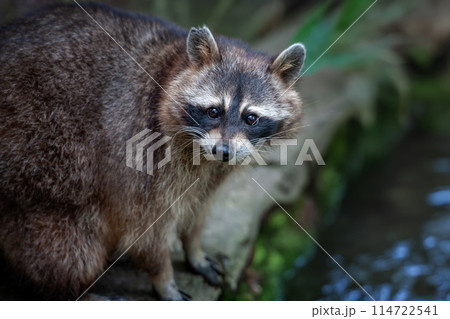 Raccoon standing on rock by water 114722541