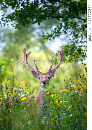 Close up portrait of a deer with antlers in forest 114722544